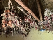 Permaculture Paradise